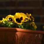 plor4d85 pot
